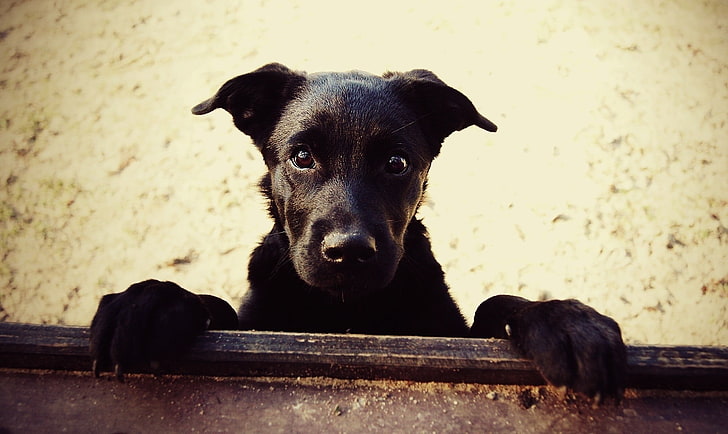 czarny podpalany szczeniak owczarka niemieckiego, zwierzęta, pies, Tapety HD