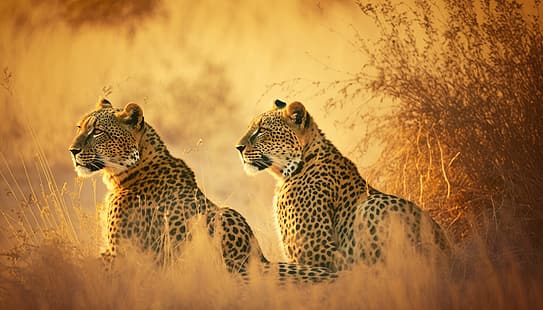  AI art, leopard, savannah, Africa, HD wallpaper HD wallpaper