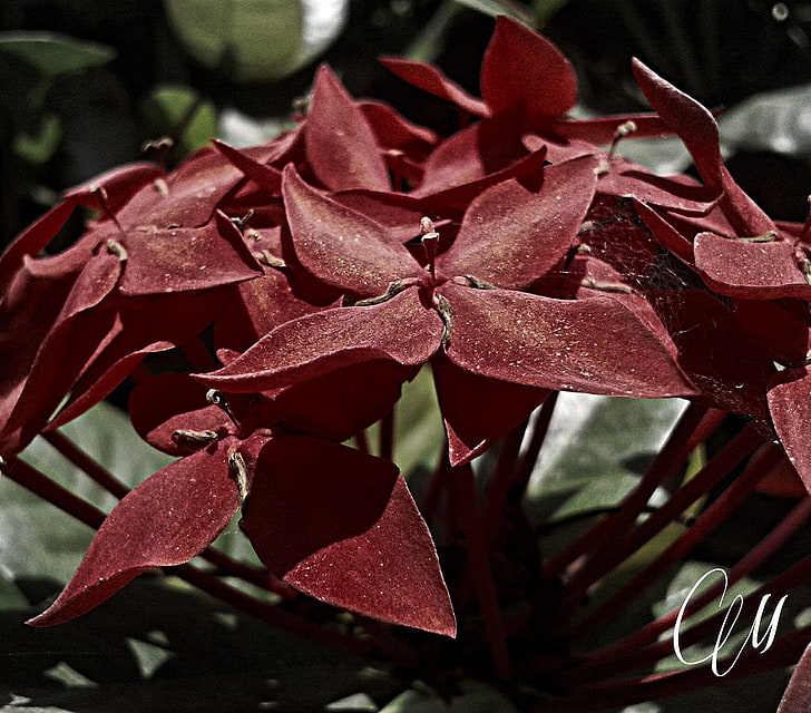 кафяв и червен декор на цветя, цветя, HD тапет