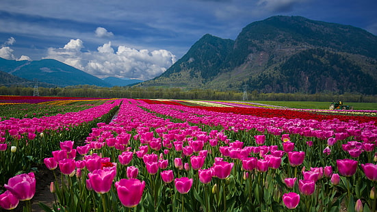 różowe pole kwiatów tulipanów w ciągu dnia, Agassiz, Festiwal tulipanów, różowy, kwiat, pole, w ciągu dnia, Festiwal tulipanów, Fraser Valley, Kolumbia Brytyjska, BC, Kent, Seabird Island, Nikon D7000, DSLR, Wide Angle, Sigma, Kanada, wiosna, Odwiedzający, gospodarstwo rolne, holenderski, tulipan, natura, roślina, wiosna, rolnictwo, fioletowy, piękno natury, na zewnątrz, lato, scena wiejska, głowa kwiatu, wielokolorowy, czerwony, kwiat, Tapety HD HD wallpaper