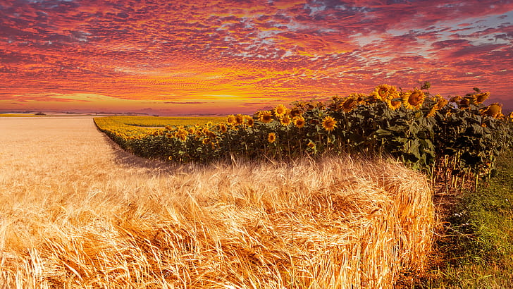 Earth, Field, Sky, Sunflower, Sunset, Wheat, HD wallpaper