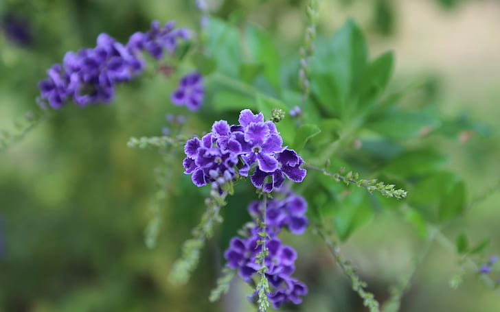 Purple flowers, inflorescence, blurring, Purple, Flowers, Inflorescence, Blurring, HD wallpaper