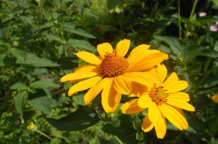 two yellow daisy flowers, rudbeckia, flowers, close up, green, HD wallpaper