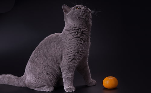 Британска късокосместа синя, сива котка, животни, домашни любимци, оранжева, коте, плодове, късокосместа, британска къса коса, късокосмести британски синьо, HD тапет HD wallpaper