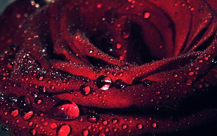 червена роза, макро, цветя, капки вода, роза, червени цветя, растения, HD тапет