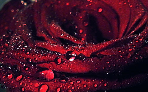 червена роза, макро, цветя, капки вода, роза, червени цветя, растения, HD тапет HD wallpaper
