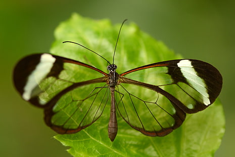 การถ่ายภาพระยะใกล้ของ Glasswing Butterfly เกาะอยู่บนใบไม้สีเขียว Greta Greta Greta Oto ปีกเปิดการถ่ายภาพระยะใกล้ Glasswing Butterfly ใบไม้สีเขียว Nikon D5100 มาโครโปร่งใสแมลงธรรมชาติผีเสื้อ - แมลงสัตว์ระยะใกล้ , สัตว์ปีก, สัตว์ป่า, ความงามในธรรมชาติ, สีเขียว, ผีเสื้อกลางคืน, วอลล์เปเปอร์ HD HD wallpaper