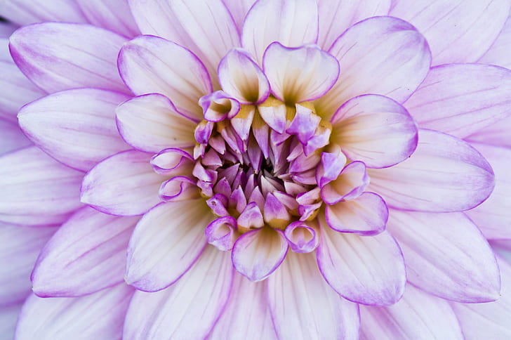 زهرة الداليا الوردية في صورة مقرّبة ، مشروع عدن ، مشروع عدن ، زهرة ، مشروع عدن ، وردي ، داليا ، في إزهار ، صورة مقرّبة ، كورنوال ، المملكة المتحدة، خلفية HD