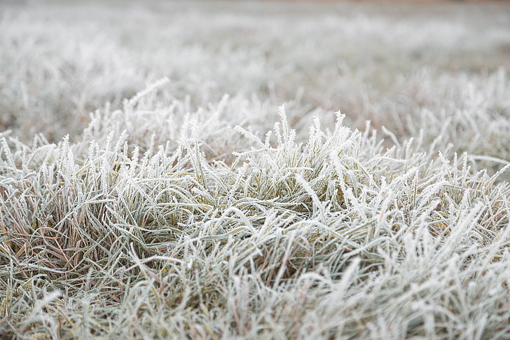bidang rumput abu-abu, fotografi fokus dangkal rumput hijau, alam, jatuh, es, rumput, Wallpaper HD
