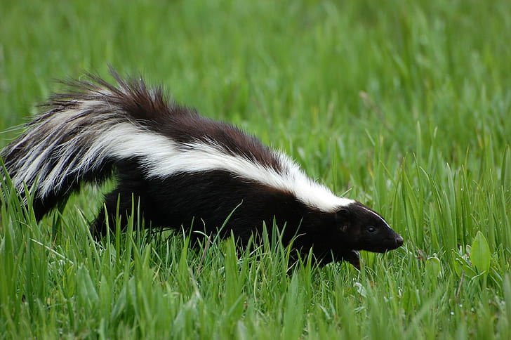 Skunk, czarno-biały skunk, Skunk, s, Best s, animals hd, Amazing Animals, Tapety HD
