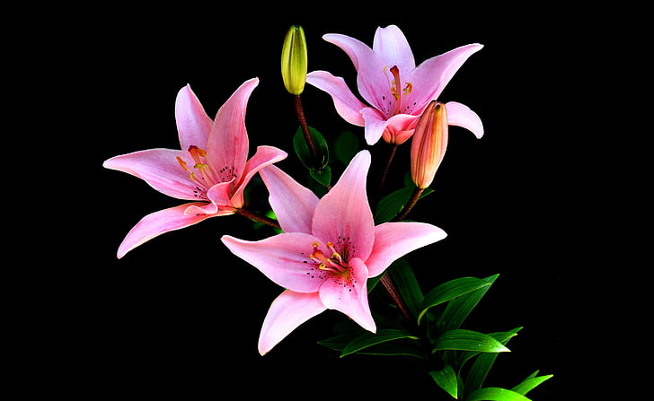 3つのピンクの蘭の花、背景、ユリ、花びら、茎、芽、 HDデスクトップの壁紙