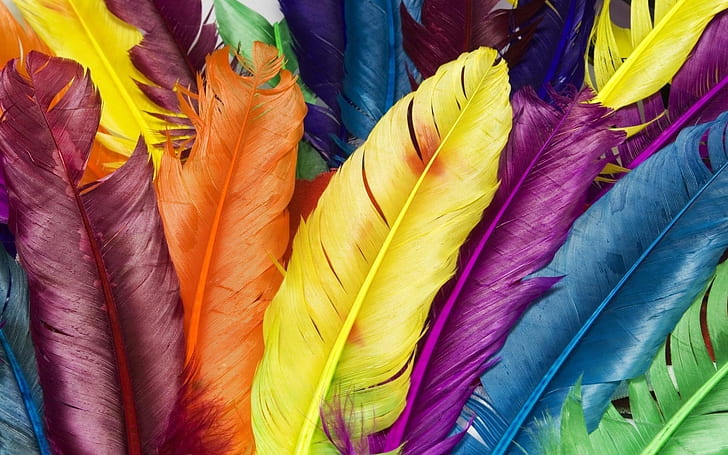 Разноцветные перья, желтые, синие, красные и фиолетовые перья, орнитология, птицы, HD обои
