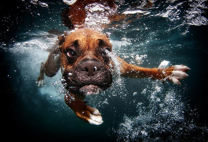 Chien sous l'eau, chien, sous l'eau, natation, bulles, Fond d'écran HD