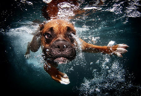 สุนัขใต้น้ำ, สุนัข, ใต้น้ำ, ว่ายน้ำ, ฟองสบู่, วอลล์เปเปอร์ HD HD wallpaper