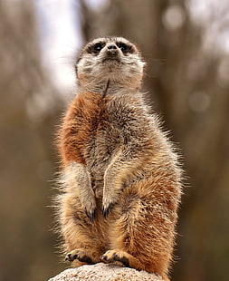 lemure marroni, meerkat, ridicolo, in piedi, animalesco, Sfondo HD HD wallpaper