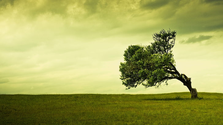 grönt blad träd, grönt blad träd böjer åt sidan under molnig himmel, landskap, träd, ensam, grön, fält, natur, digital konst, HD tapet
