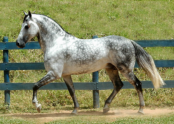 Mangalarga Marchador, horse, cavalo, animal, animals, HD wallpaper