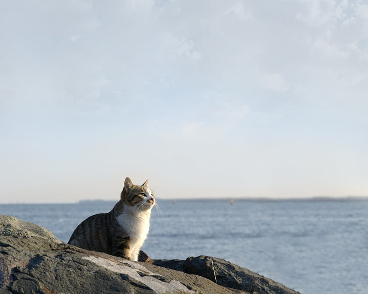 القط الرمادي والأبيض ، القط ، البحر ، السماء ، الصخور ، الجلوس ، المشاهدة، خلفية HD