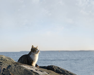 gray and white cat, cat, sea, sky, rocks, sit, watch, HD wallpaper HD wallpaper