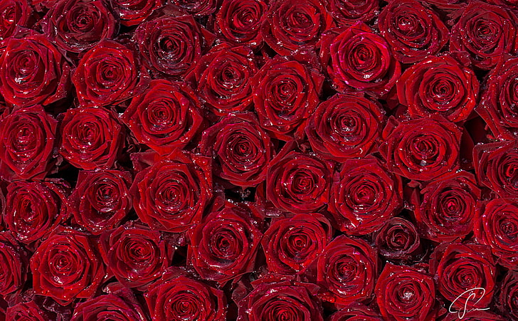 Fond de roses rouges, bouquet de roses rouges, amour, roses, fleurs, rose, romantique, roses rouges, blumen, lit de roses, Floristik, Rosen, Rote Rosen, Fond d'écran HD