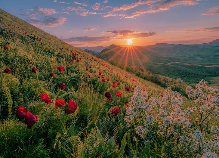 słońce, promienie, krajobraz, zachód słońca, kwiaty, przyroda, wzgórza, trawa, Krym, piwonie, Tapety HD
