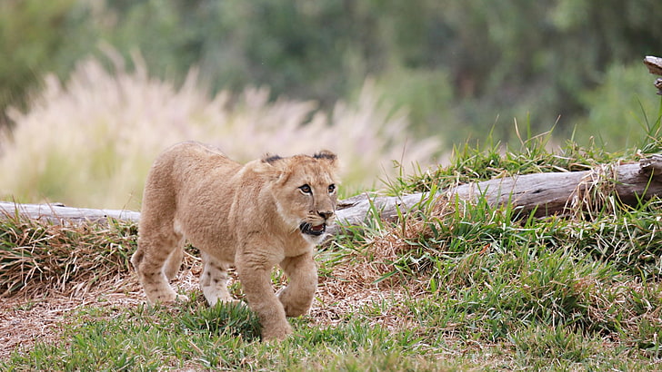 ลูกสิงโตสีน้ำตาลสัตว์สิงโตลูกสัตว์, วอลล์เปเปอร์ HD
