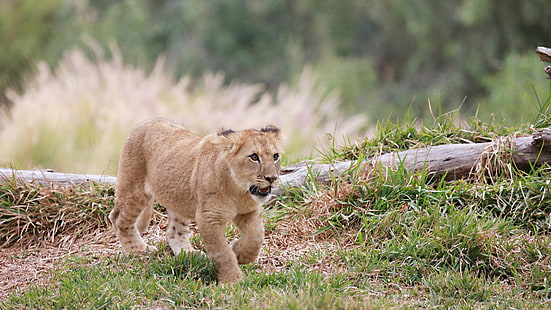 filhote de leão marrom, animais, leão, animais bebê, HD papel de parede HD wallpaper