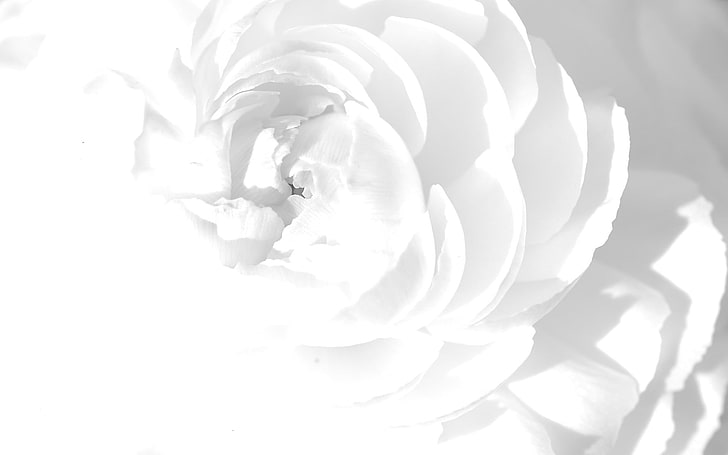 白い花のイラストhd壁紙無料ダウンロード Wallpaperbetter