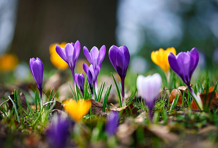 makro, musim semi, bokeh, Crocus, Saffron, Wallpaper HD