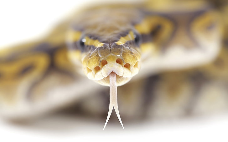 brown and yellow snake wallpaper, snake, tongue, spots, poison, HD wallpaper