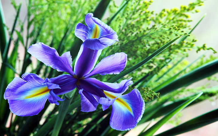 Blue Iris Plant Flores Family Iridaceae Popular Garden Color 4k Hd Wide Wallpaper For Desktop And Smartphone 5200×3250, HD wallpaper