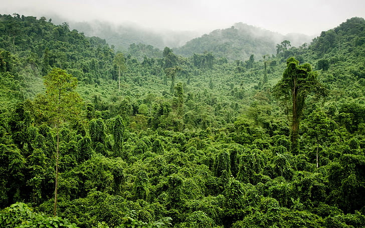Tropical Jungle, forest, trees, fog, tropical, foliage, Jungle, HD wallpaper