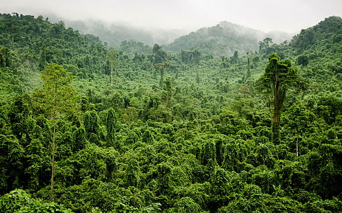 Tropical Jungle, forest, trees, fog, tropical, foliage, Jungle, HD wallpaper HD wallpaper