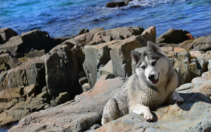 Husky on the cliff, gray and white wolf, animals, 2560x1600, husky, HD wallpaper