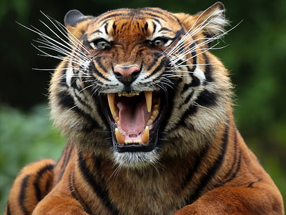 морда, тигр, хищник, пасть, клыки, улыбка, дикая кошка, HD обои HD wallpaper