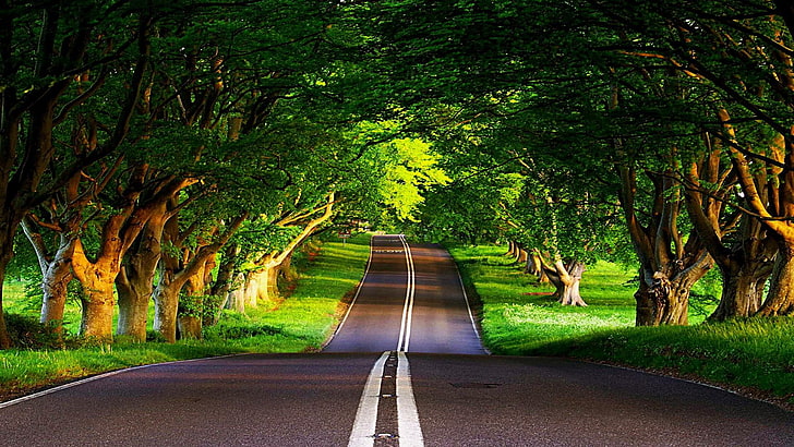 Baldachin, Bäume, Straße, Weg, HD-Hintergrundbild