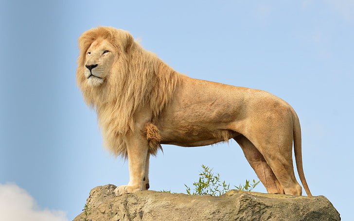 The Lion King, adult lion standing on rock boulder, Animals, Lion, stones, king, HD wallpaper