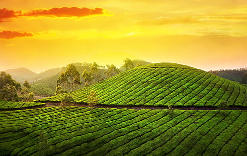 grünes Feld, der Himmel, die Sonne, Wolken, Bäume, Landschaft, Natur, Sonnenaufgang, Hügel, Morgen, Indien, Asien, Plantage, Tee, Kerala, Munnar, HD-Hintergrundbild HD wallpaper