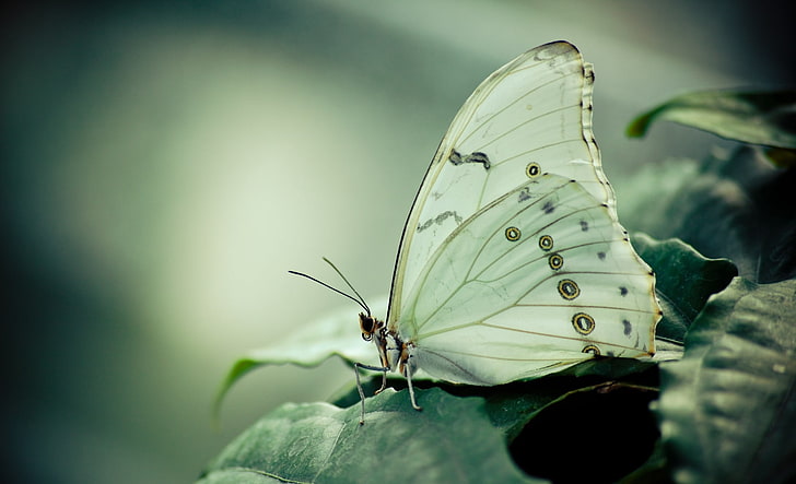 white and beige butterfly, butterfly, wings, plant, HD wallpaper