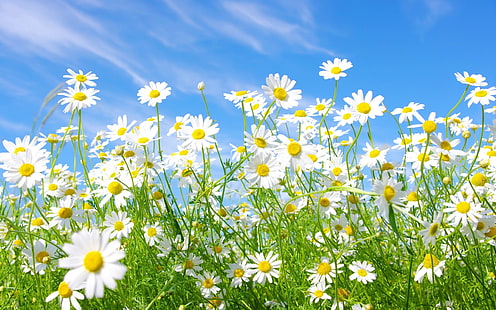 bed of white petaled flowers, chamomile, flowers, meadow, sunny, green, sky, summer, HD wallpaper HD wallpaper