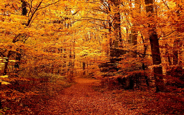 Jesienna ścieżka leśna, pomarańczowe drzewa liściaste, las, ścieżka, kolory, jesień, 3d i abstrakcja, Tapety HD