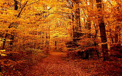 مسار غابة الخريف ، أشجار أوراق البرتقال ، غابة ، مسار ، ألوان ، خريف ، ثلاثي الأبعاد وملخص، خلفية HD HD wallpaper