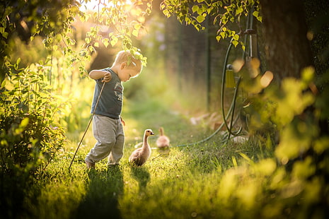 Kinder, kleiner Junge, Gans, Vögel, Natur, HD-Hintergrundbild HD wallpaper