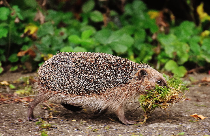 brown porcupine, hedgehog, moss, walk, thorns, HD wallpaper