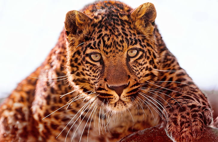 eyes, face, looking at viewer, photography, blurred, animals, wild cat, leopard (animal), Jaguar, jaguars, feline, HD wallpaper