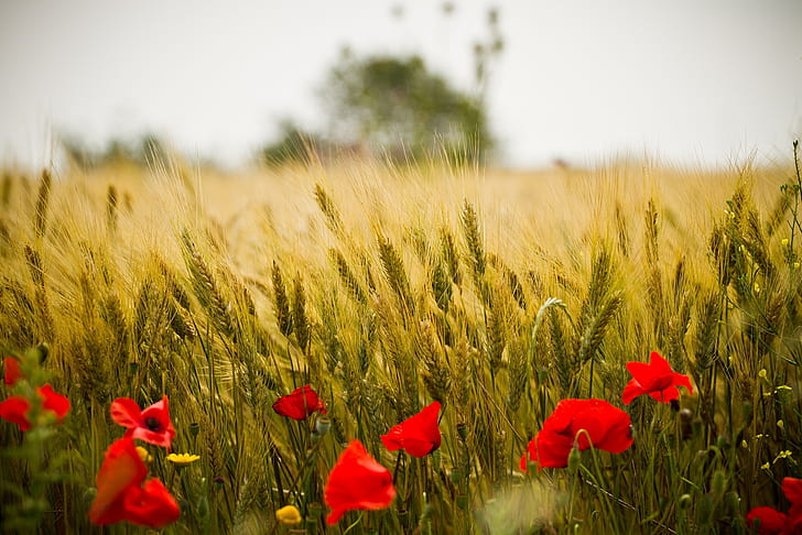 nature flowers photography seasons fields summer italy red flowers poppies 2048x1366  Nature Seasons HD Art , nature, Flowers, HD wallpaper