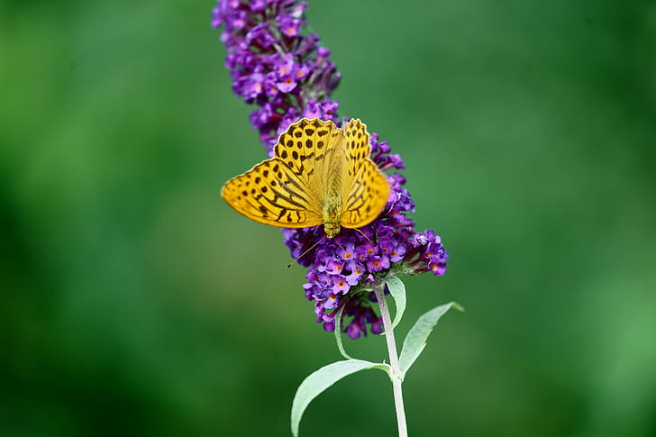 focus photography of yellow and black Butterfly on Lavender, Schmetterling, focus, photography, yellow, black Butterfly, Lavender, Natur, FE, OSS, Sony_Alpha, insect, butterfly - Insect, nature, flower, animal Wing, summer, animal, beauty In Nature, close-up, multi Colored, macro, HD wallpaper