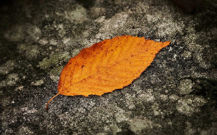 Leave Ground, autumn, nature, leave, ground, HD wallpaper