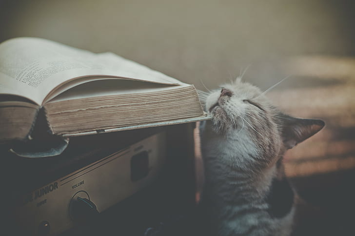 kitaplar, kediler, doğa, HD masaüstü duvar kağıdı