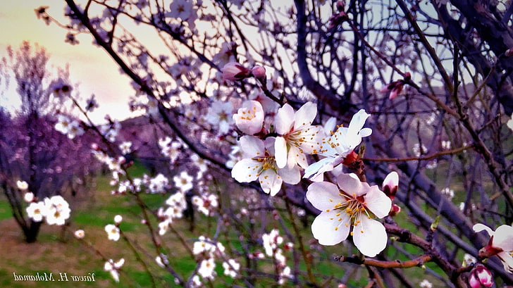 kwiaty, Kurdystan, przyroda, wiosna, Tapety HD